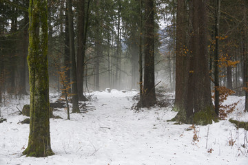 Winterwald, Fischen im Allgäu, Bayern, Deutschland, Europa