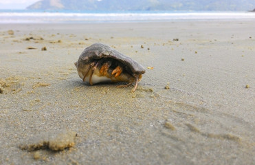 A crab hidden in the shell