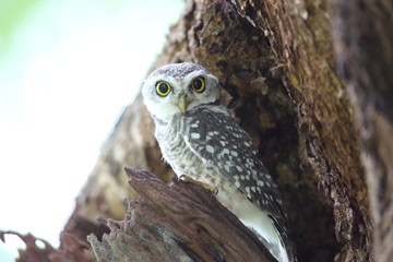 Spotted owlet (Athene brama) in Khao Yai National Park, Thailand  