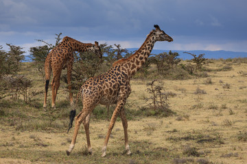 Obraz premium Giraffe in The Ngorongoro Crater - Tanzania