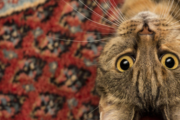 house cat close up
