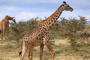 Naklejka na ściany i meble Giraffe in The Ngorongoro Crater - Tanzania