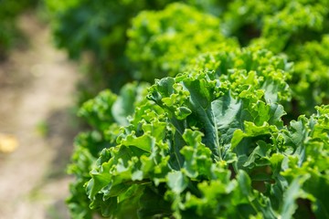 Kale growing in vegetable garden