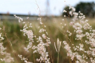 grass field