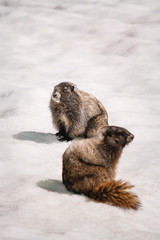 Yellow-bellied Marmots surfacing from their burrow in the snow (Mount Rainier National Park)