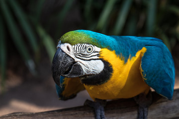 Arara