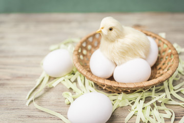 Chick sits on eggs in a wicker basket,