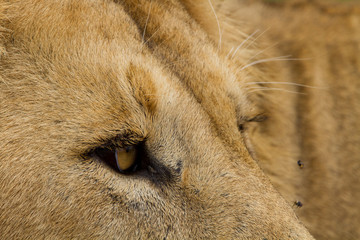 Lion in The Ngorongoro Crater - Tanzania
