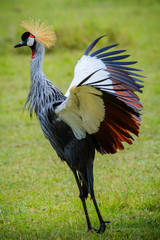Grey crowned crane (Balearica regulorum) -  The Ngorongoro Crater - Tanzania