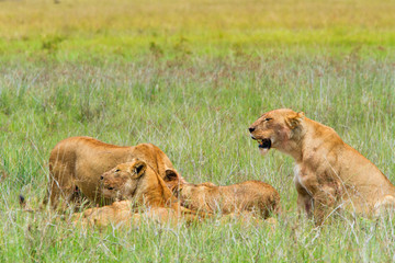 Plakat Group of lions in The Ngorongoro Crater - Tanzania