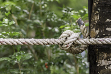 The rope is tied to the tree.