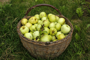 green apples in a basket on grass