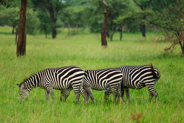 Group of zebras under baobab tree in Tarangire National Park - Tanzania