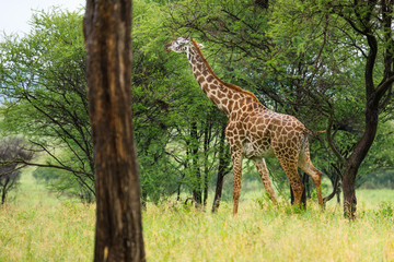Giraffe in Tarangire National Park - Tanzania