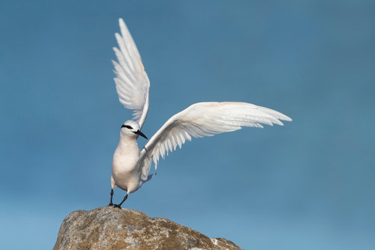 Black Naped Tern 