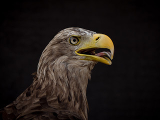 portrait of an eagle