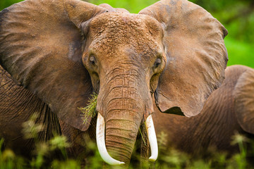 Grazing elephant in Tarangire National Park - Tanzania