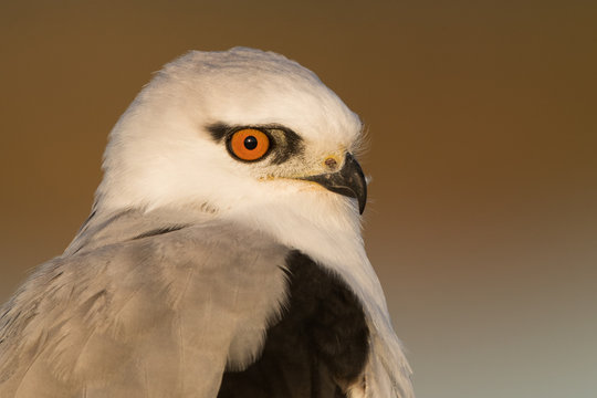 Black Shouldered Kite - Western Treatment Plant