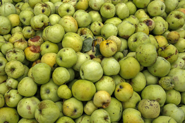 green apples freshly picked background