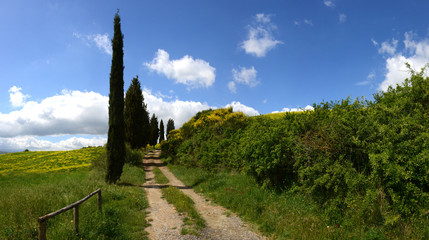 Fototapeta na wymiar Landstrasse in der Toskana mit Zypressen