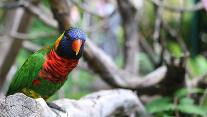 Curious Colorful Bird