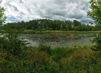 Forest river. Woodland bog.