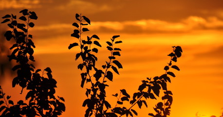 Leuchtender, orangefarbener Sonnenuntergangshimmel mit Zweigen im Vordergrund