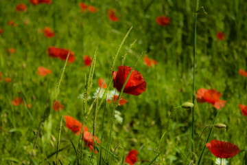 Obraz premium Poppy