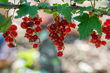 Close up of a twig of ripe currant. Bocke background. Shallow depth of focus. Conceptual agro culture.