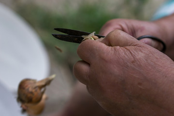 Close-up of the hands of a woman cleaning ripe onions. Concept farming. Shallow depth of focus.