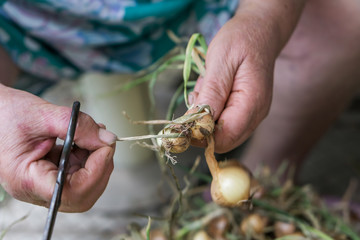 Close-up of the hands of a woman cleaning ripe onions. Concept farming. Shallow depth of focus.
