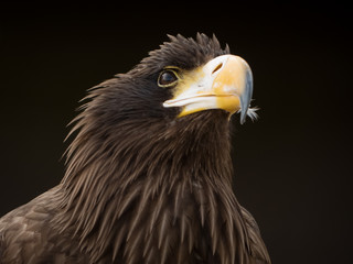 portrait of an eagle