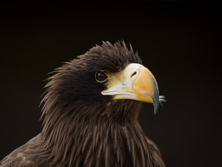 portrait of an eagle