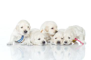 Puppies 