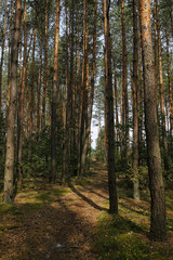 path in coniferous forest with beautiful sunlight