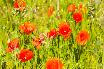 Red poppies in a summer meadow