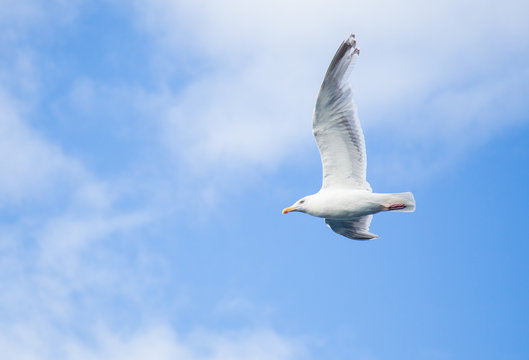 Seagull flying on a fjord