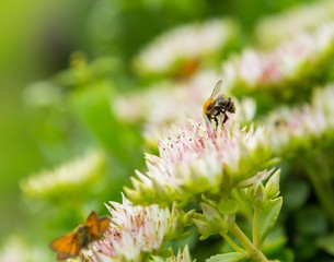 Bee sitting on flower