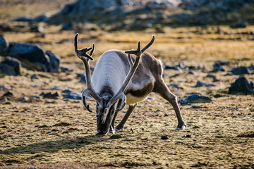 Renifer © blackspeed