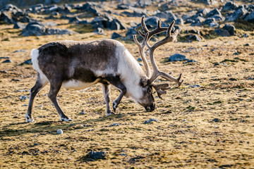 Renifer © blackspeed