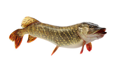  Pike isolated on white