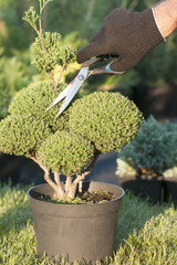 Pruning Plants . Professional Gardener Pruning conifers