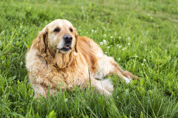 old golden retriever dog