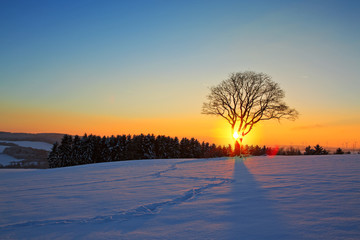Fototapeta na wymiar Winter sunset landscape with tree.