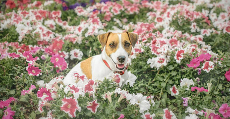 Portrait of a small dog Jack Russell Terrier sitting in a flower bed outdoor at summer day. Copy-space