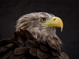 portrait of an eagle