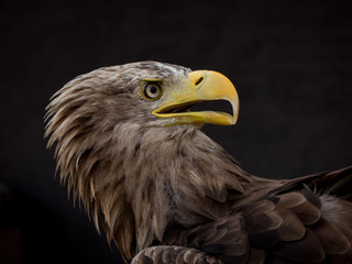 portrait of an eagle