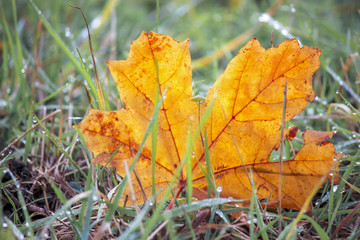 Fallen leaf in the grass after the rain, close up.