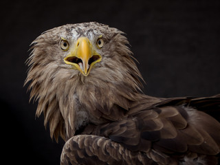 portrait of an eagle