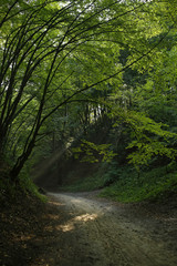 Fototapeta na wymiar Sun rays in the forest gorge